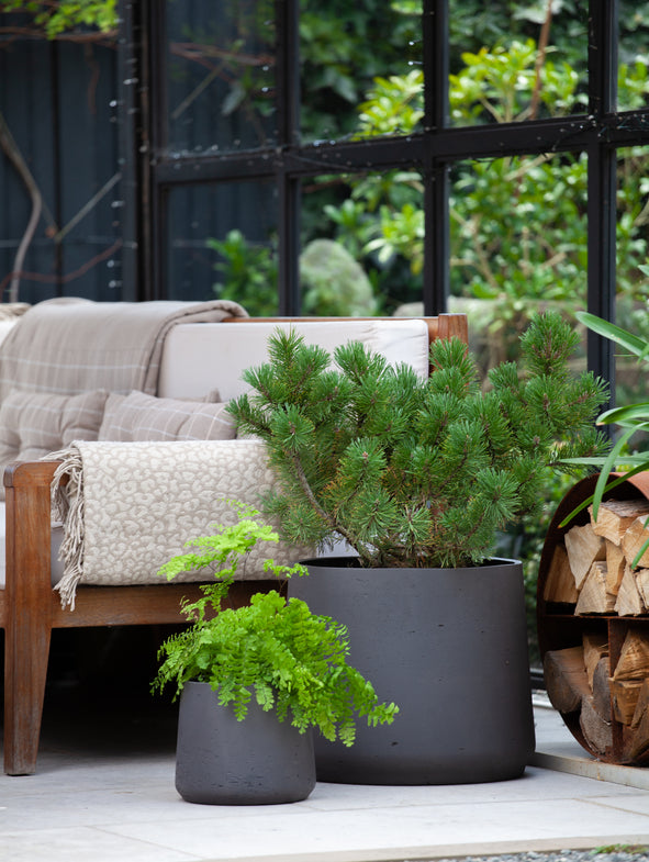 Large and small Patt plant pots with a fern and pine.